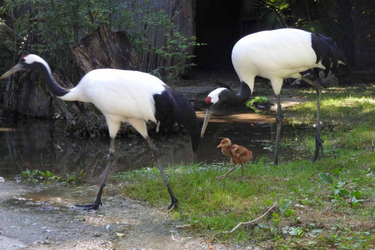 Kiki, das einzige Mandschurenkranich-Küken in Italien, wird im Natura Viva Park geboren