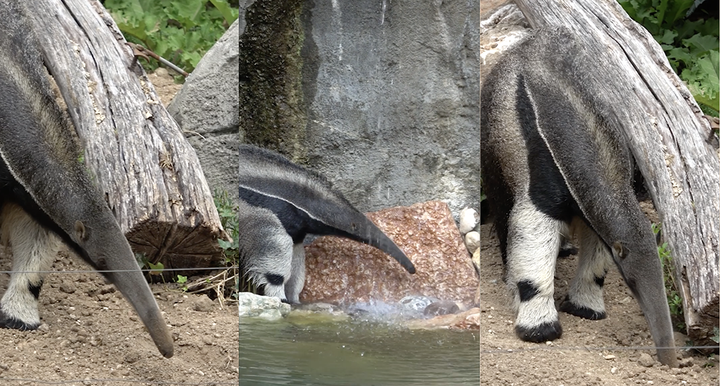 Neuankömmling im Natura Viva Park: Es ist der Riesenameisenbär Kanuku