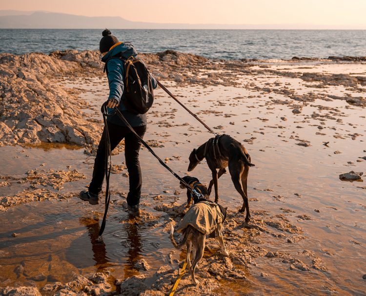 „Mattinate in Rocca“ in Manerba: lehrreiche Spaziergänge mit deinem Hund