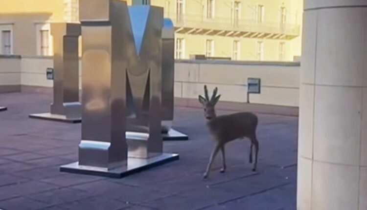 Rovereto: Ein neugieriges Reh spaziert zwischen den Installationen des Marts