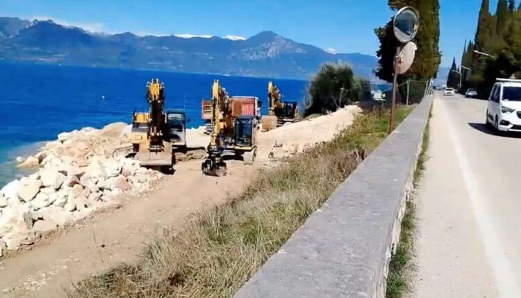 Historische Zypressen werden gefällt, um Platz für den Radweg zu schaffen: Proteste nehmen zu