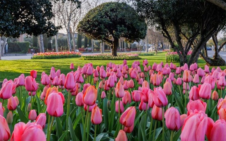 Ein Regenbogen aus Tulpen in Sirmione