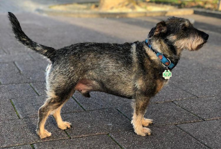 Malcesine: Lasst uns Chomsky helfen, seinen Besitzer zu finden