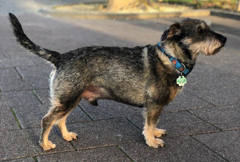 Malcesine: Lasst uns Chomsky helfen, seinen Besitzer zu finden