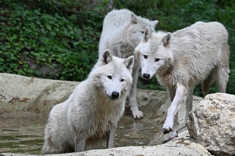 Märchenhafte Weihnachten zwischen arktischen Wölfen im Parco Natura Viva