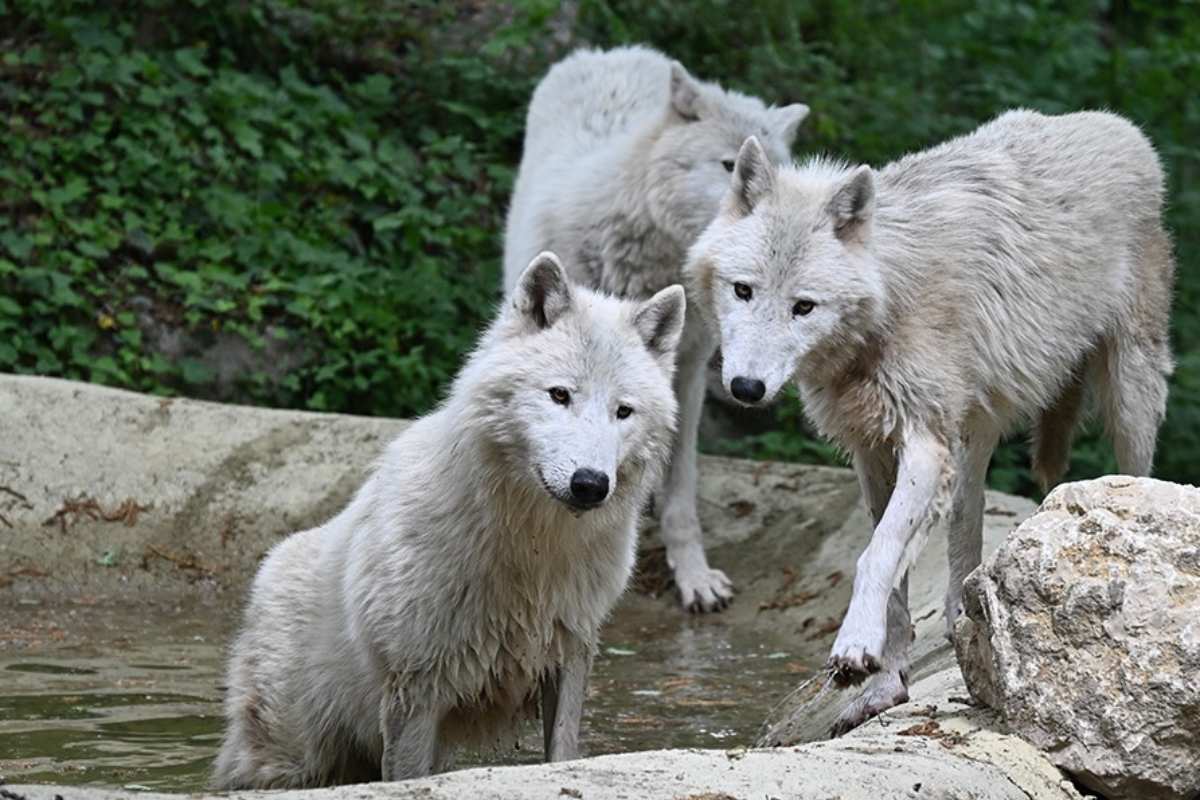 Märchenhafte Weihnachten zwischen arktischen Wölfen im Parco Natura Viva