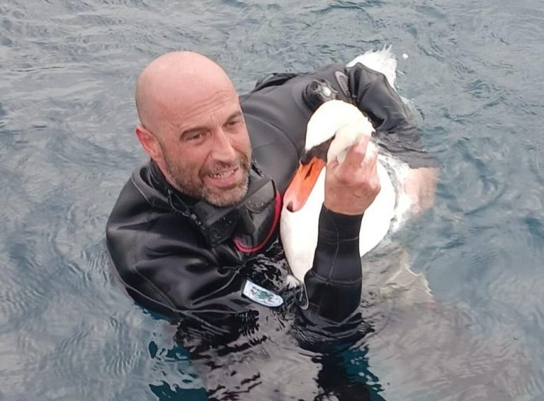 Königlicher Schwan während der Brutzeit mit Köder gefangen, gerettet