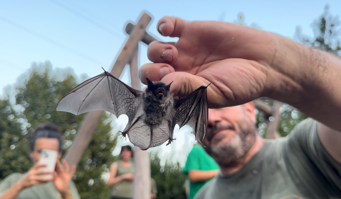 „Eine Fledermaus als Freund“: Freilassung geretteter Exemplare im Parco Natura Viva