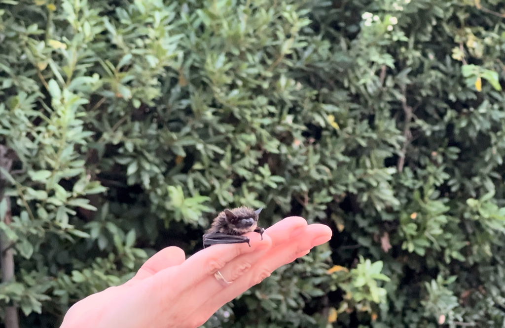 „Eine Fledermaus als Freund“: Freilassung geretteter Exemplare im Parco Natura Viva Freilassung der Fledermäuse in den Naturpark Natura Viva