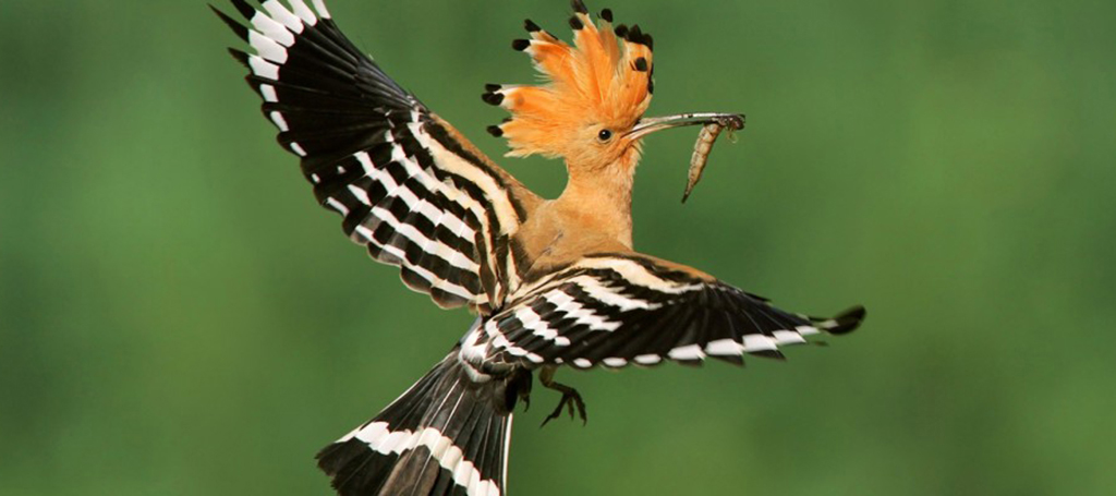 Vom 4. bis 9. September Cisano feiert seine „Sagra dei Osei“ (Vogelmesse)