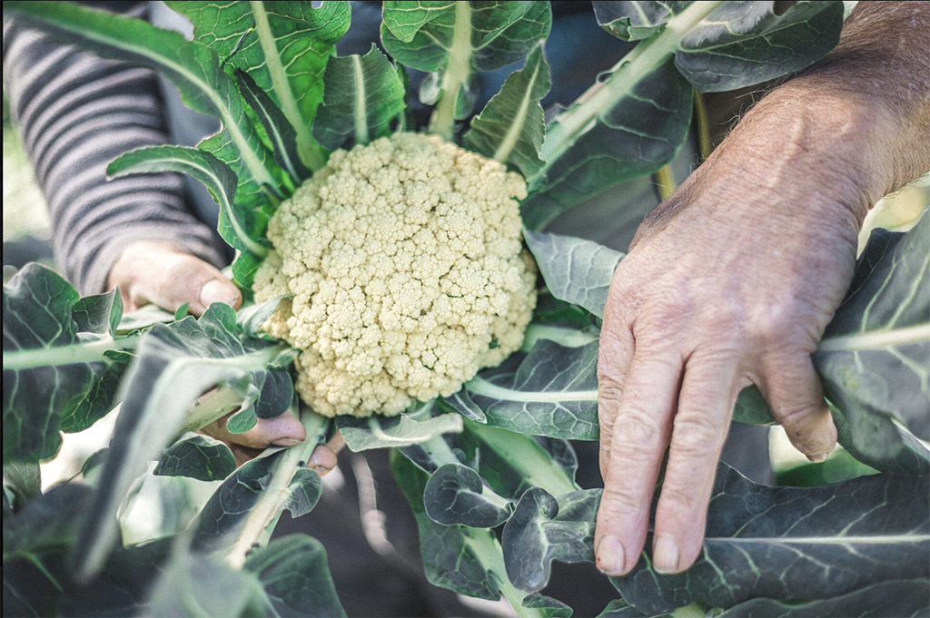 Am 8. November findet in Torbole das traditionelle Brokkoli-Abendessen statt
