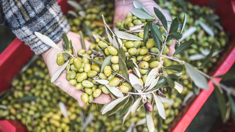 Fünfte Ausgabe von „Frantoi Aperti” (Offene Ölmühlen) im nördlichen Gardasee