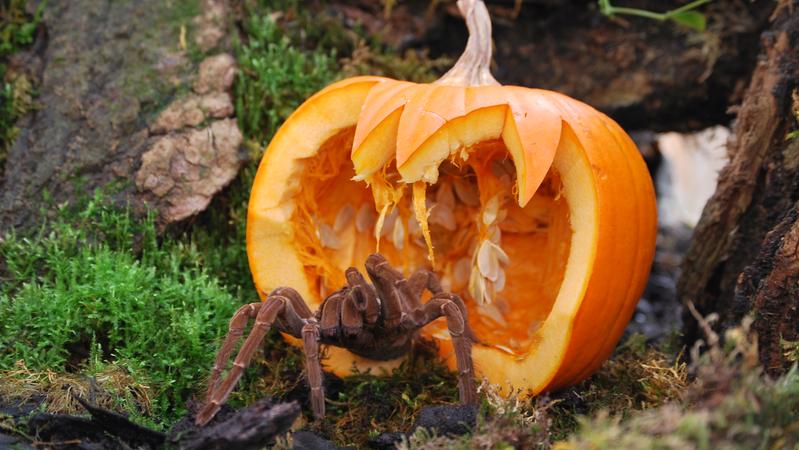Im „Parco Natura Viva” wurden 21 Taranteln nach einer Beschlagnahmung in Obhut gegeben