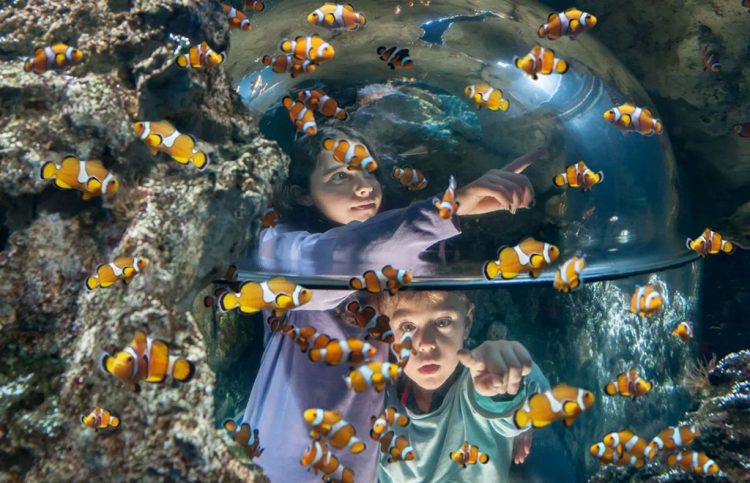 Ein freundlicher November im Gardaland Sea Life Aquarium in Castelnuovo