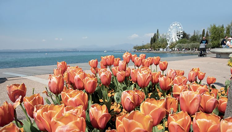 Bardolino, 26. April 2026: Fotowettbewerb mit Tulpen am Gardasee