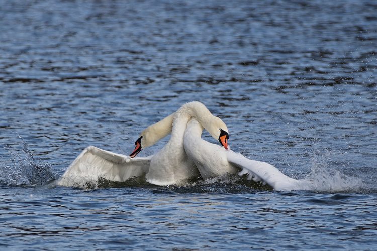 Lazise: Schwäne brüten am Seeufer, im Bereich La Caravella