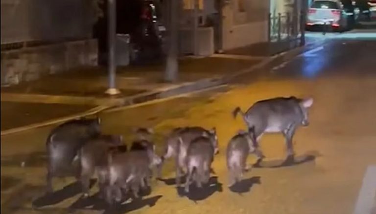 Wildschweine nachts in Torri gesichtet: Gemeinde mahnt zur Vorsicht