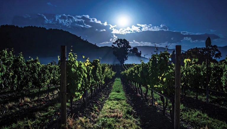 13. August, Sternennächte mit Wein im Weingut Guerrieri Rizzardi
