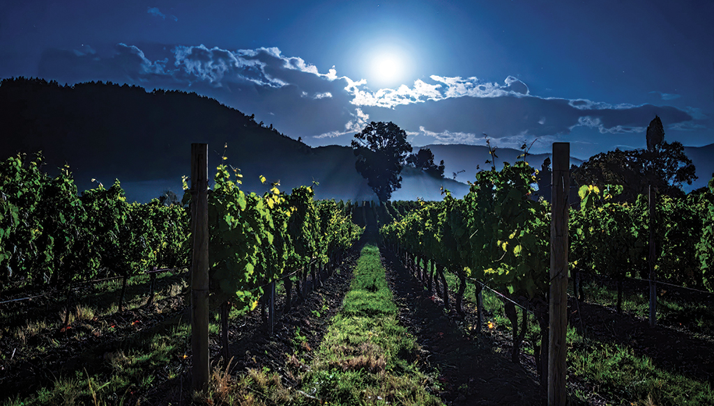 13. August, Sternennächte mit Wein im Weingut Guerrieri Rizzardi