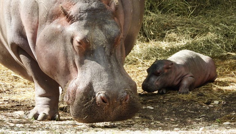 Nachwuchs im Parco Natura Viva in Bussolengo: ein Flusspferdbaby