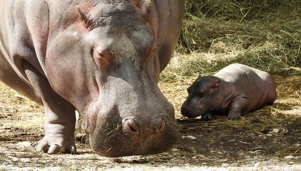 Nachwuchs im Parco Natura Viva in Bussolengo: ein Flusspferdbaby
