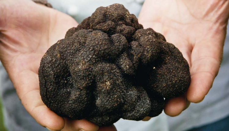 Sagra del Tartufo 2026: Tignale feiert wieder seinen Trüffel