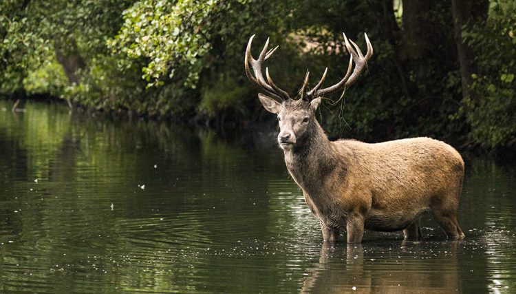 Spektakuläre Rettung am Gardasee: Ein Hirsch schwimmt vor Brenzone