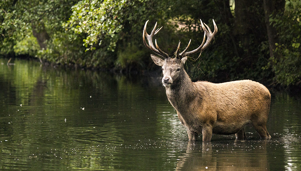 Spektakuläre Rettung am Gardasee: Ein Hirsch schwimmt vor Brenzone