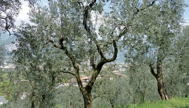 Soiano del Lago: 217 Olivenbäume für Einwohner zur kostenlosen Ernte