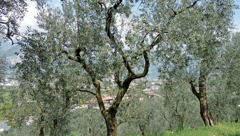 Soiano del Lago: 217 Olivenbäume für Einwohner zur kostenlosen Ernte